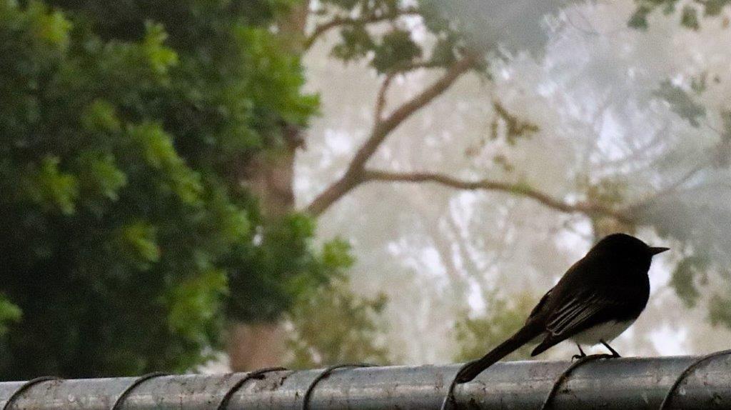 A bird sitting on a metal pipe

Description automatically generated