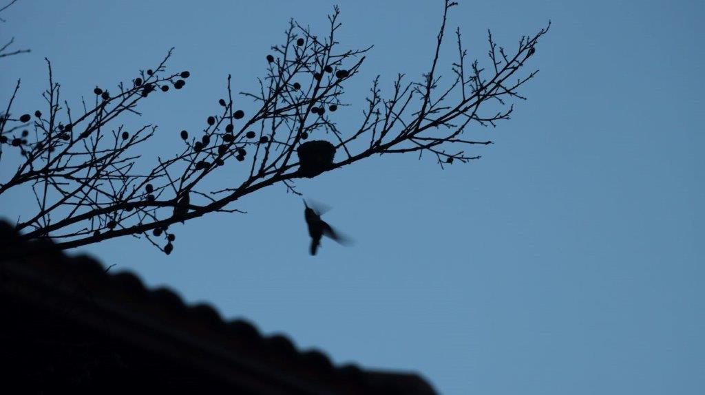 A bird flying in a tree

Description automatically generated