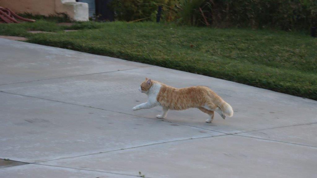 A cat running on a concrete surface

Description automatically generated