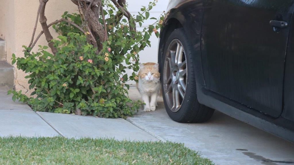 A cat sitting under a car tire

Description automatically generated