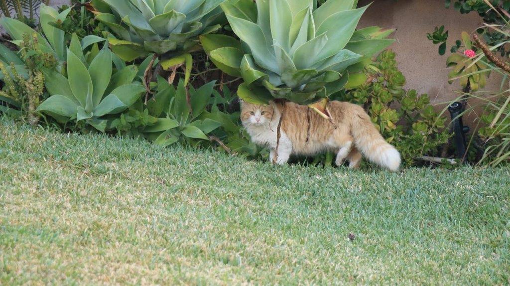 A cat standing on grass

Description automatically generated