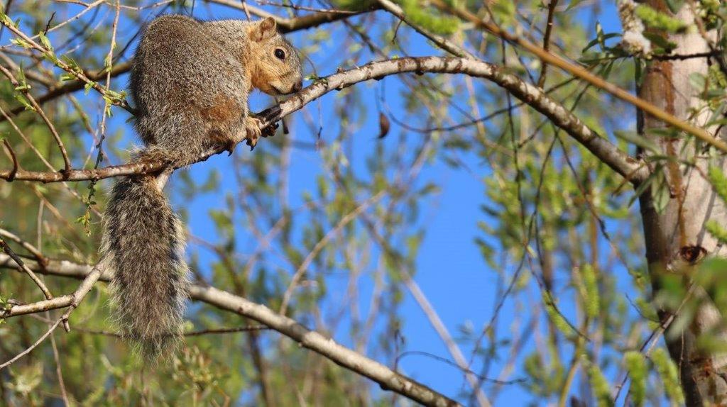 A squirrel on a tree branch

Description automatically generated