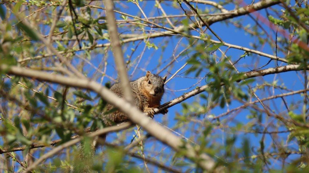 A squirrel in a tree

Description automatically generated