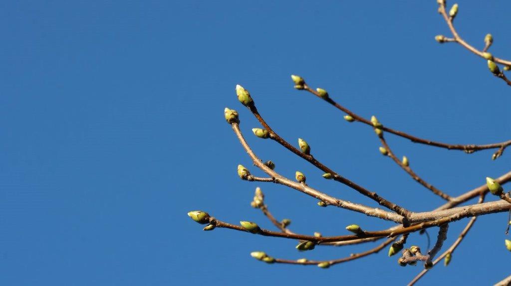 Close-up of a tree branch with buds

Description automatically generated