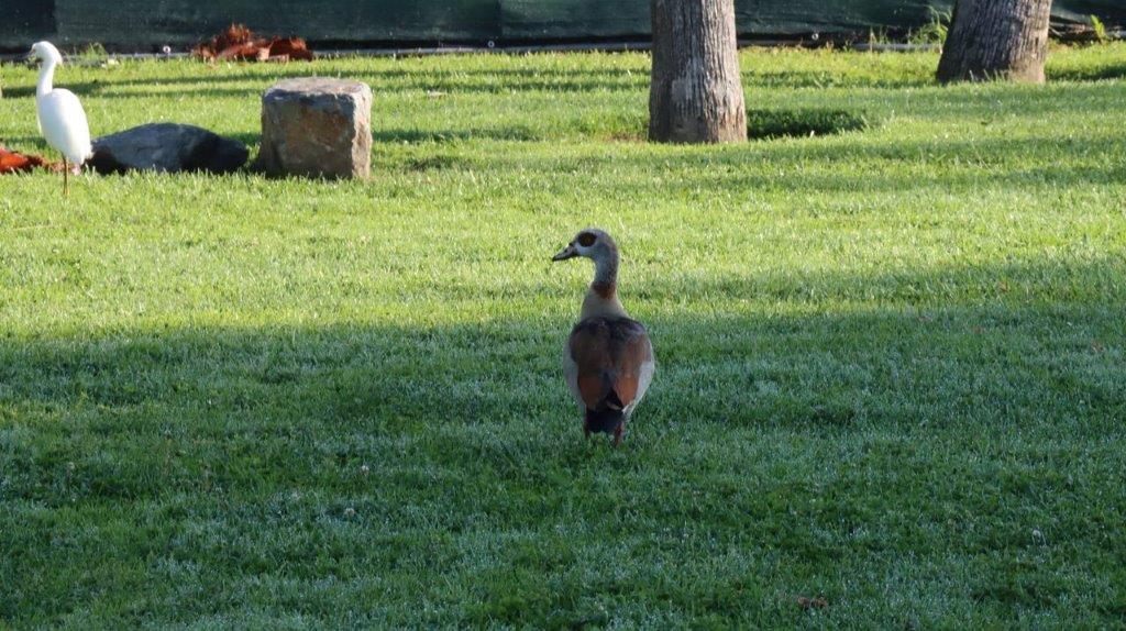 A duck walking in the grass

Description automatically generated