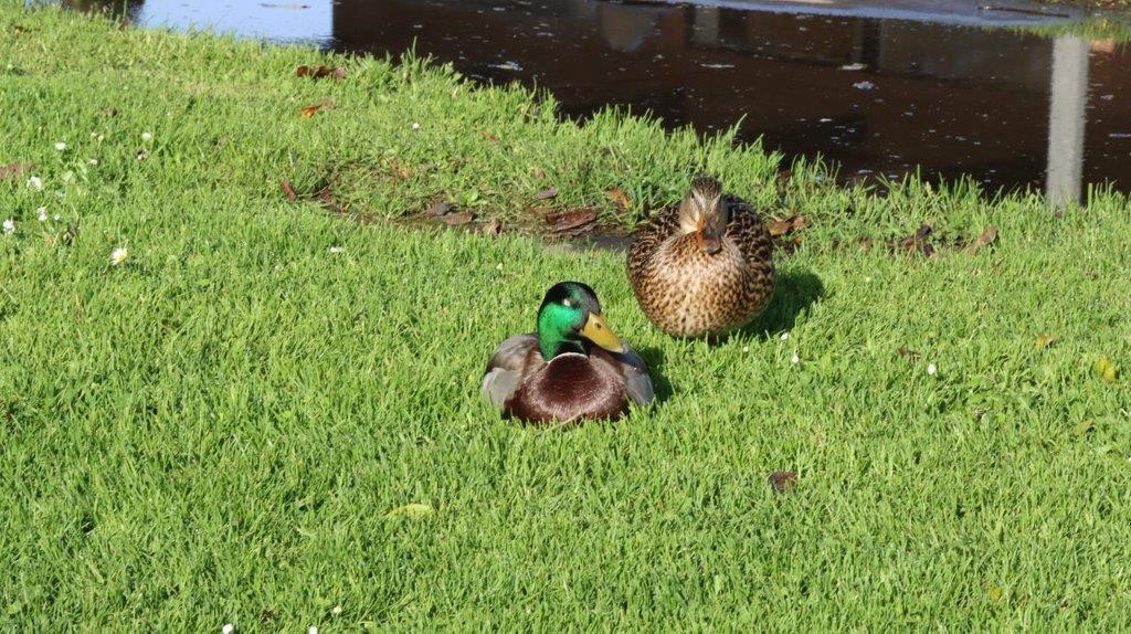A couple of ducks in the grass

Description automatically generated