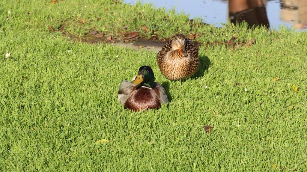 Two ducks sitting on grass

Description automatically generated