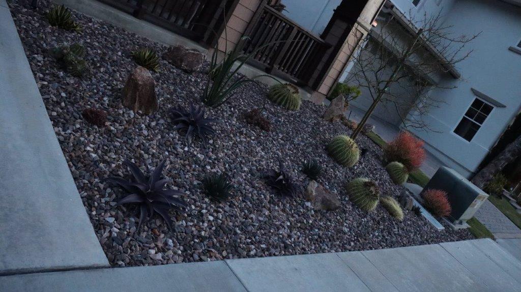 A gravel and cactus garden

Description automatically generated with medium confidence