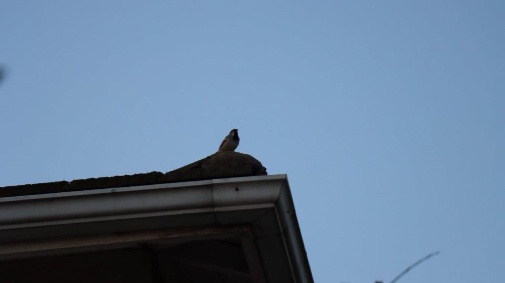 A bird on a roof

Description automatically generated
