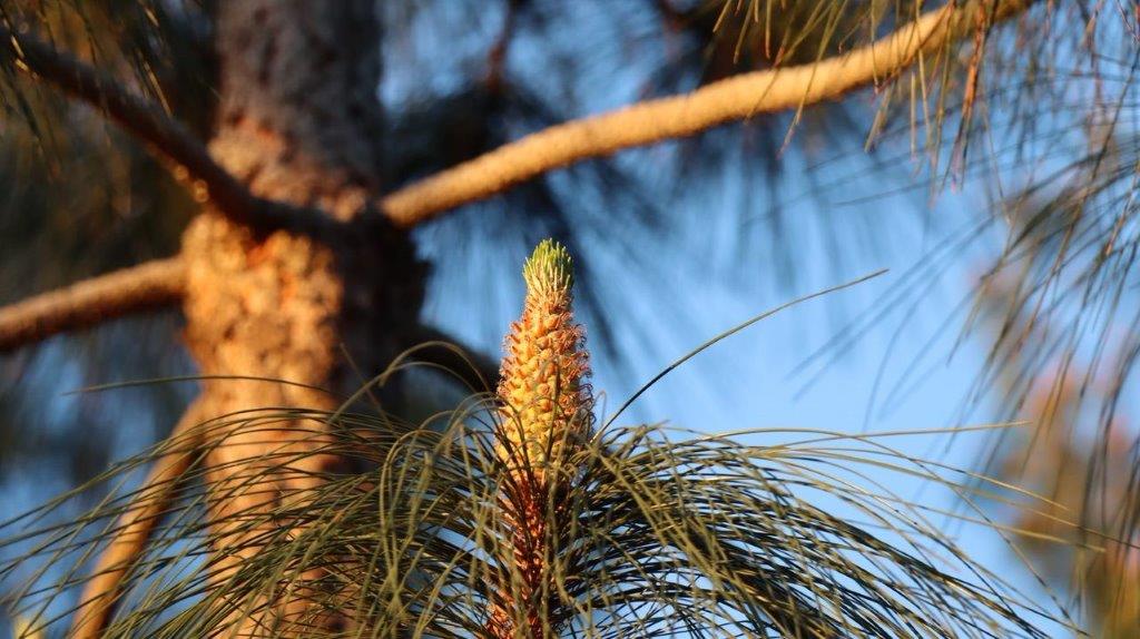 A close up of a pine tree

Description automatically generated