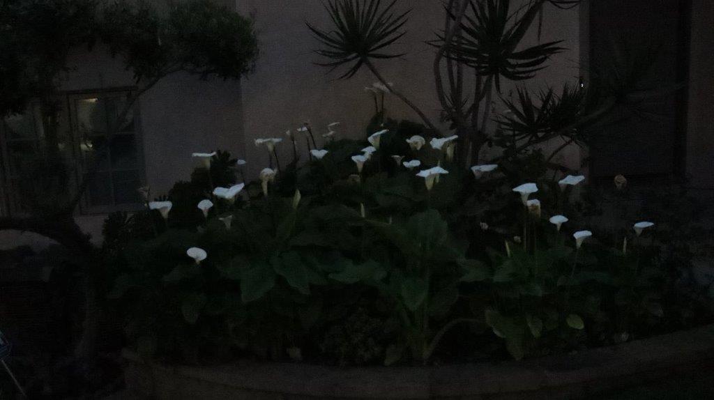A plant with white flowers

Description automatically generated