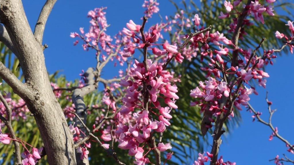 A close-up of pink flowers on a tree

Description automatically generated
