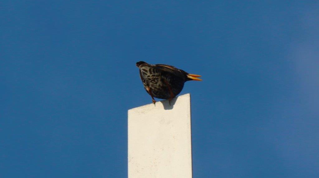 A bird perched on a white post

Description automatically generated