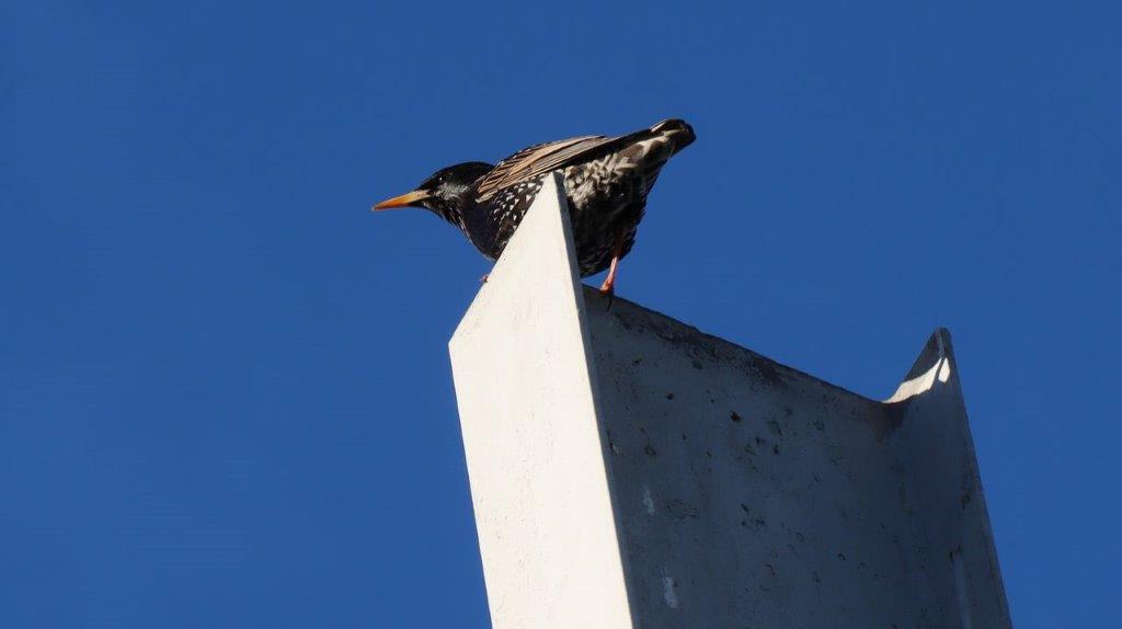 A bird standing on a concrete pillar

Description automatically generated