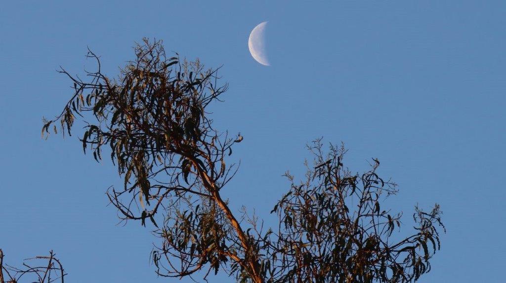 A tree with a crescent moon in the background

Description automatically generated