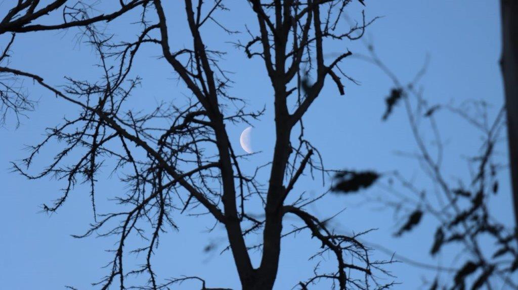 A tree with a moon in the background

Description automatically generated