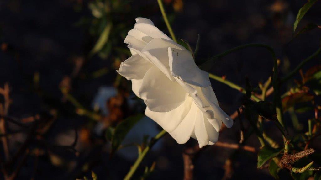 A white flower on a branch

Description automatically generated