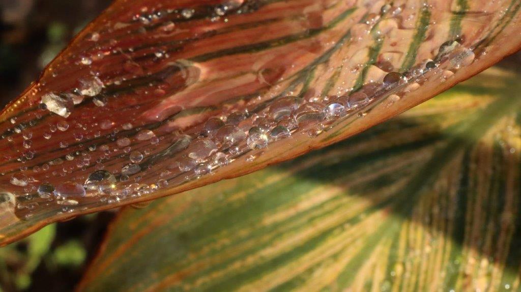 Close-up of a leaf with water droplets on it

Description automatically generated