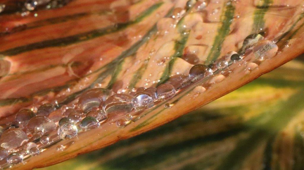 Close-up of water droplets on a leaf

Description automatically generated