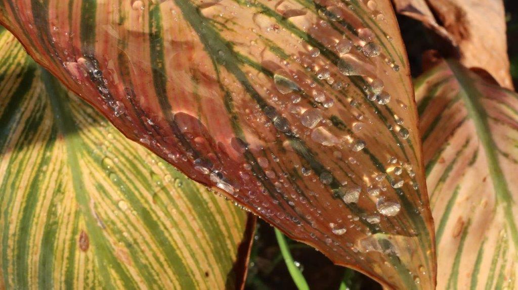Close-up of a leaf with water droplets on it

Description automatically generated
