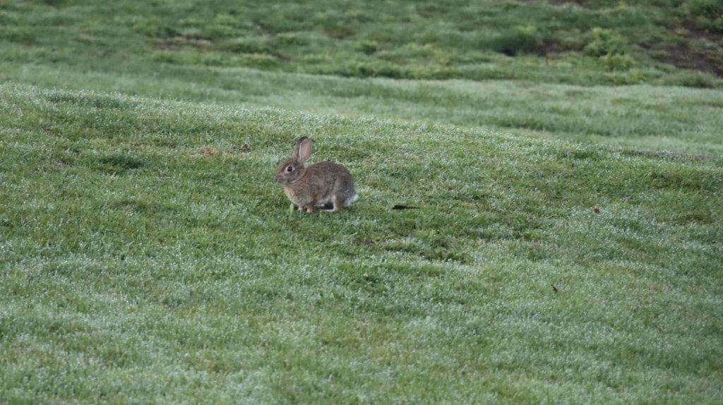 A rabbit in a grassy field

Description automatically generated