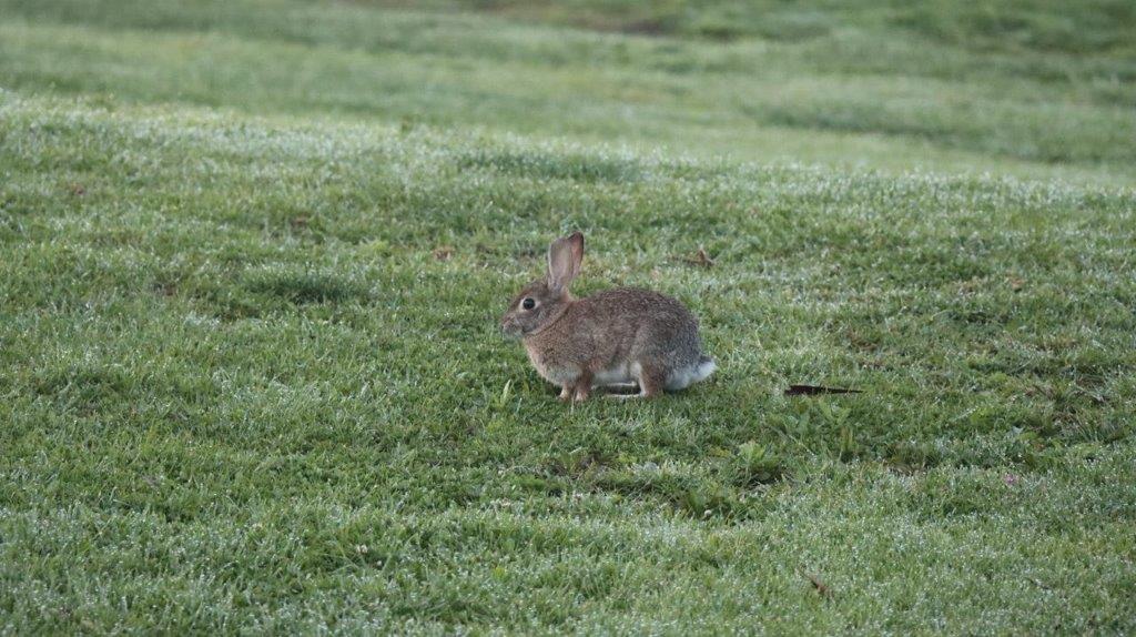 A rabbit in a grassy field

Description automatically generated