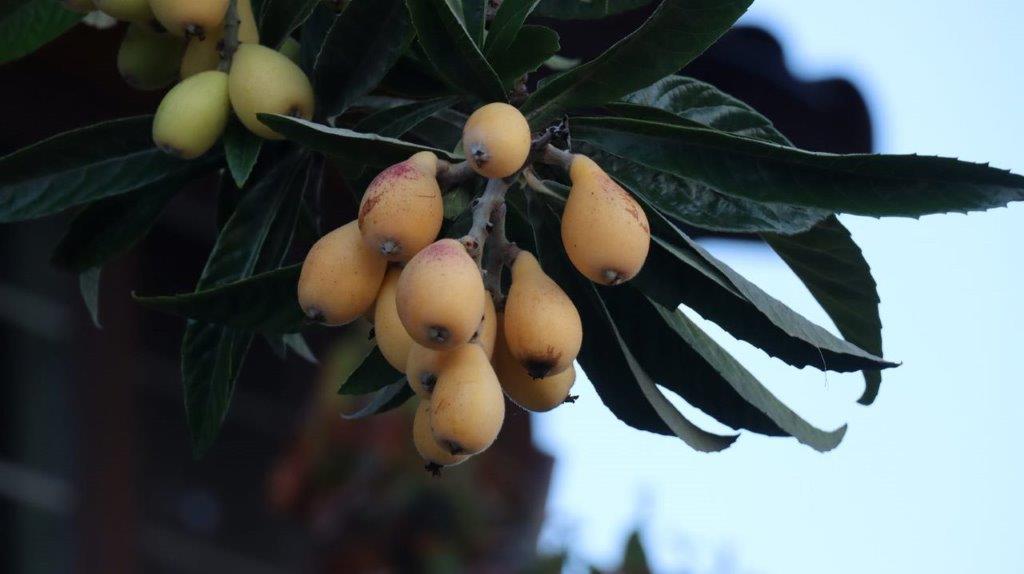 A bunch of yellow fruits on a tree

Description automatically generated