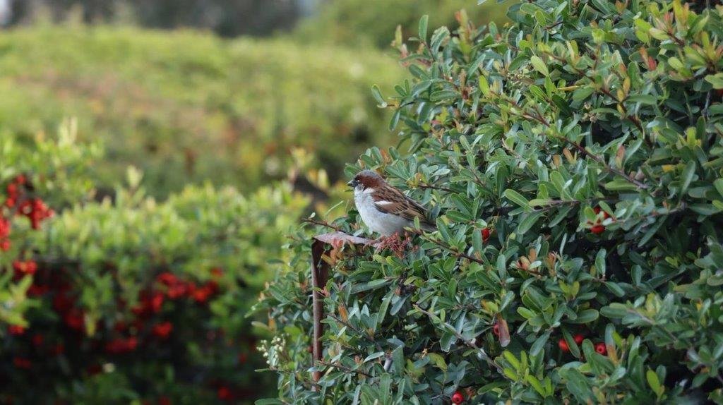 A bird sitting on a bush

Description automatically generated