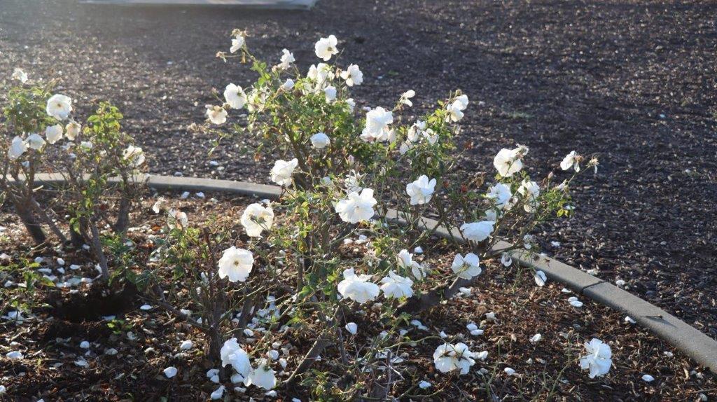 A white flowers on a bush

Description automatically generated