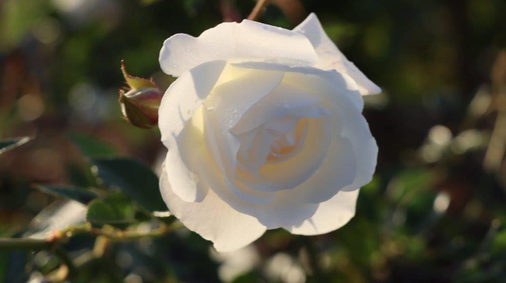 A white rose with green leaves

Description automatically generated