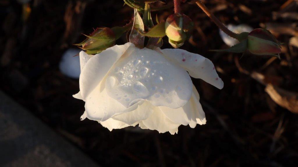 A white flower on a plant

Description automatically generated