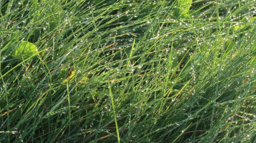 A close-up of some grass

Description automatically generated