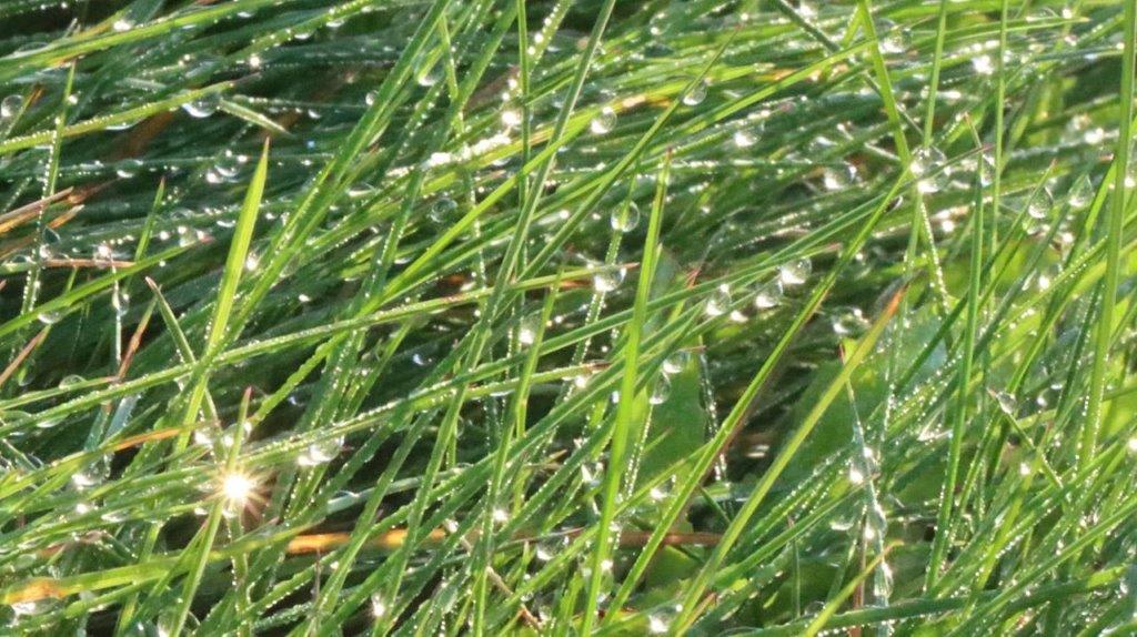 Close-up of a grass field with water droplets

Description automatically generated