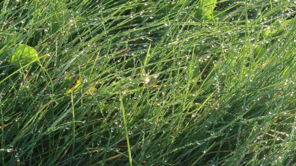 A close-up of a grass

Description automatically generated