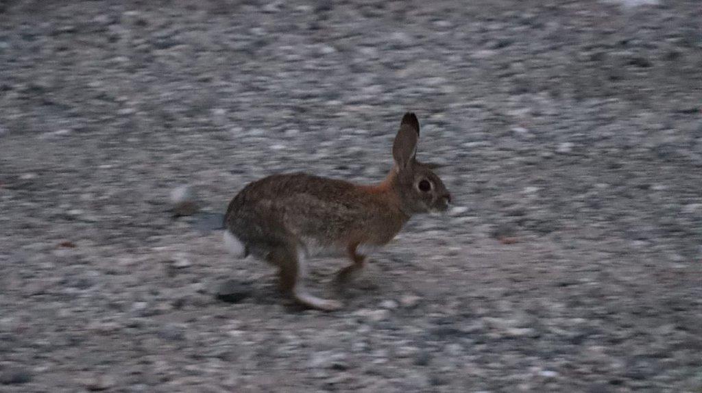 A rabbit running on gravel

Description automatically generated