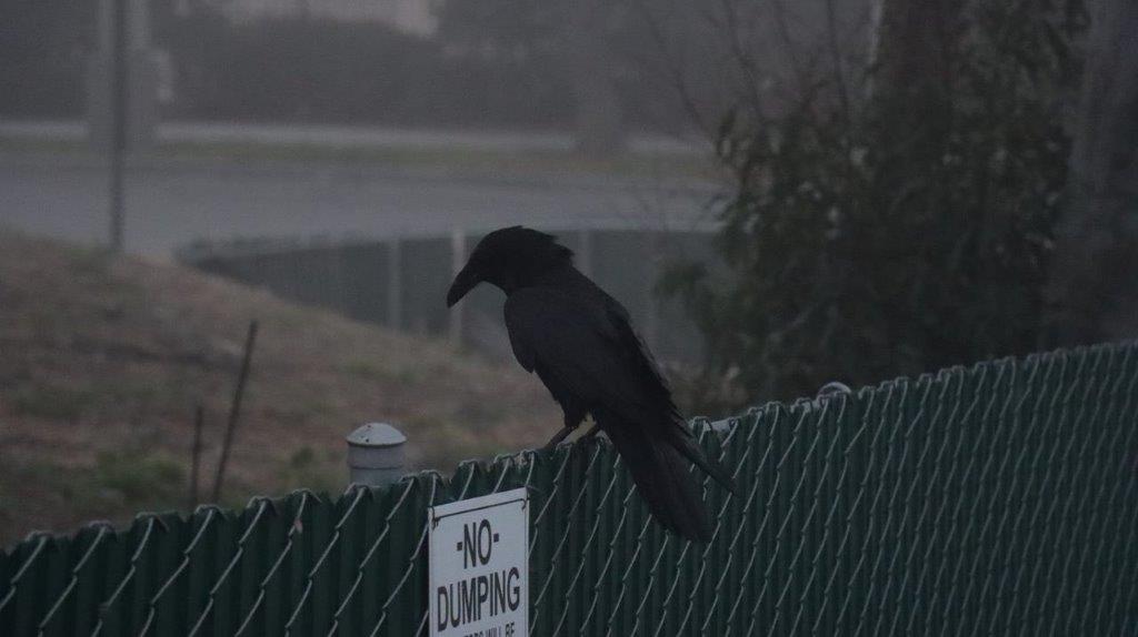 A black bird sitting on a fence

Description automatically generated