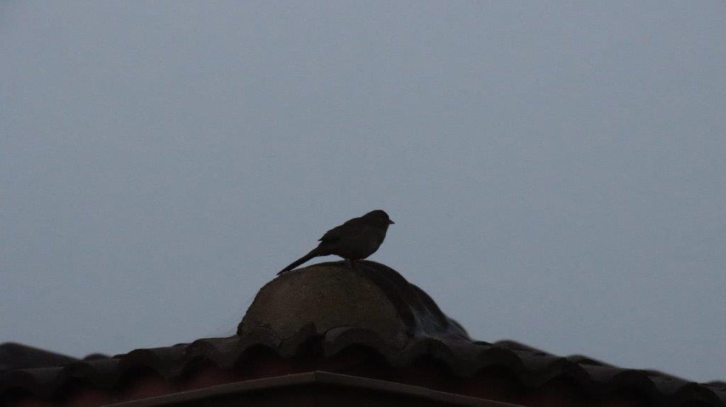 A bird perched on a roof

Description automatically generated