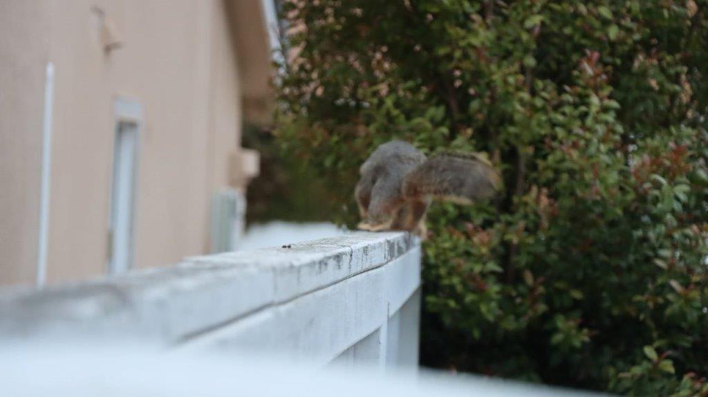 A squirrel on a ledge

Description automatically generated