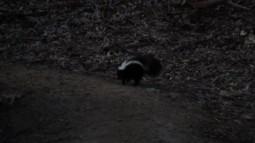 A skunk walking on a dirt path

Description automatically generated