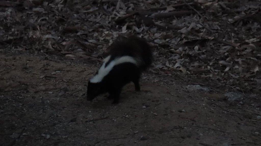 A skunk with a white stripe

Description automatically generated