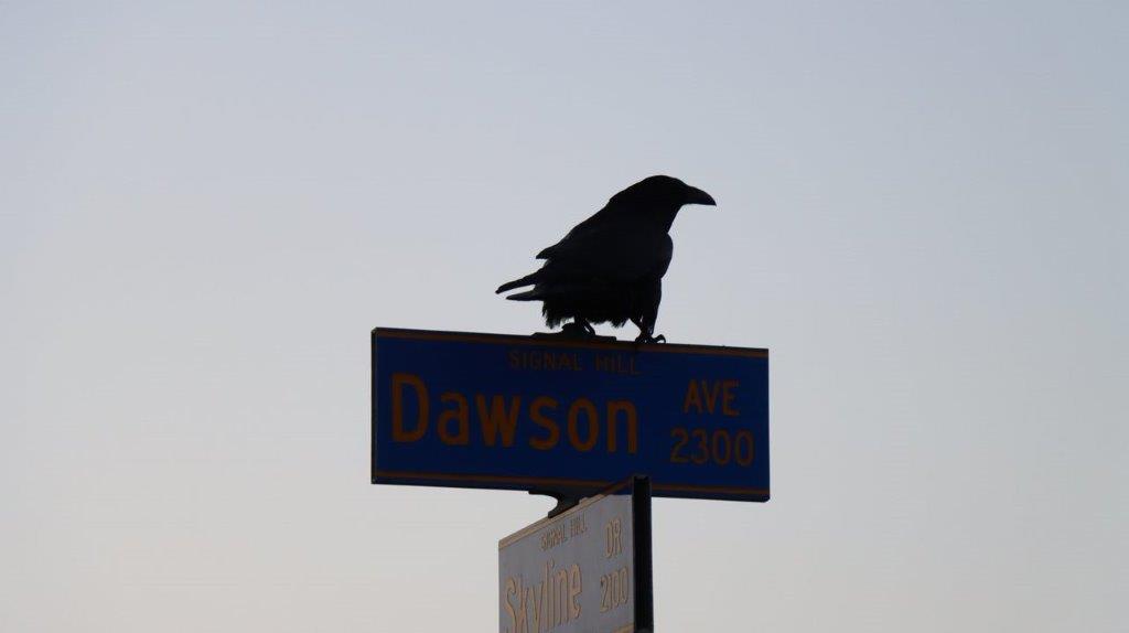 A bird on top of a street sign

Description automatically generated