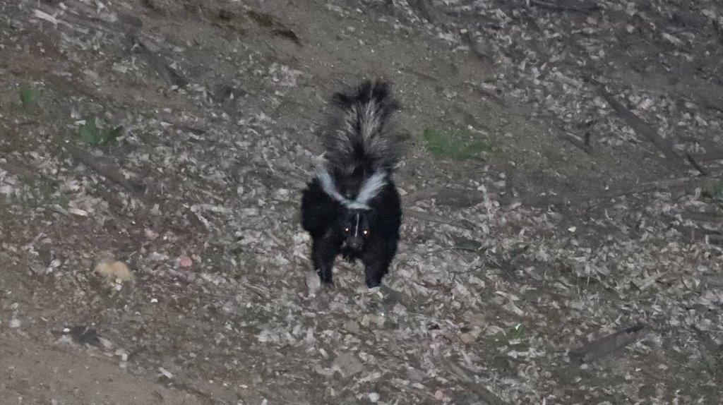 A skunk standing on the ground

Description automatically generated