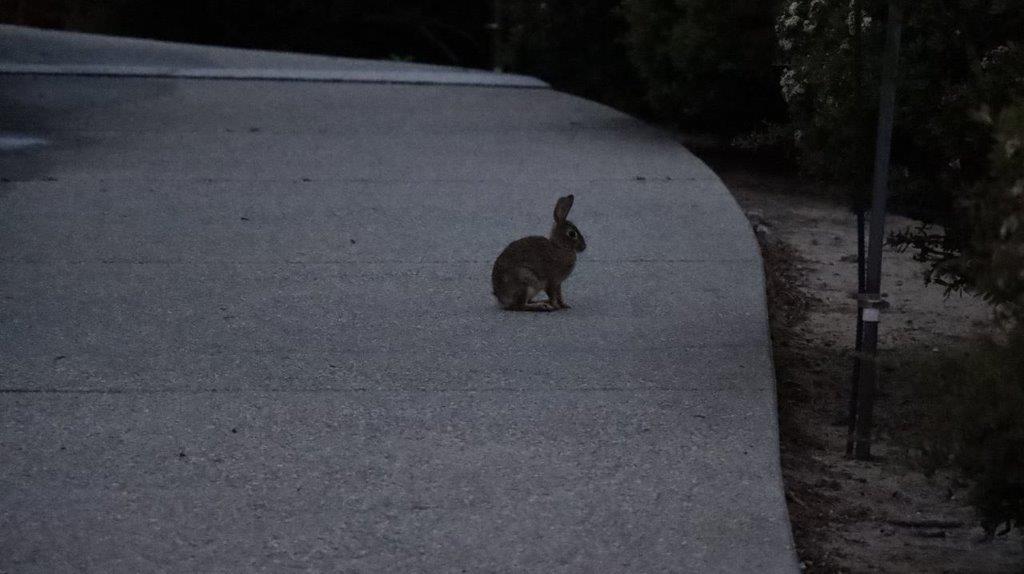 A rabbit sitting on a sidewalk

Description automatically generated