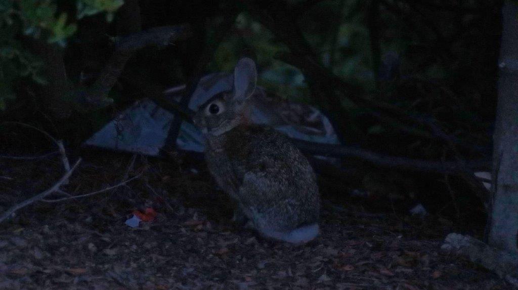 A rabbit sitting in the woods

Description automatically generated