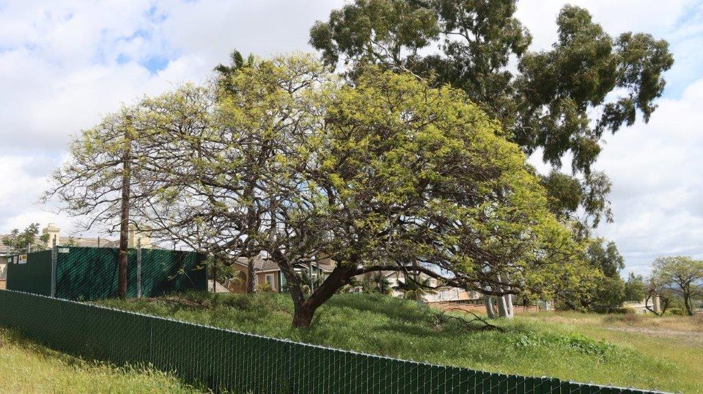 A tree in a grassy area

Description automatically generated