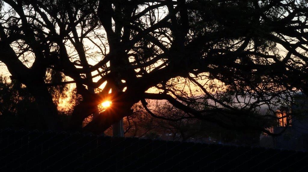 A sun setting behind a tree

Description automatically generated