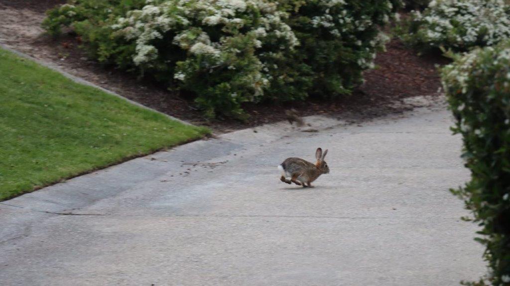 A rabbit running on the pavement

Description automatically generated