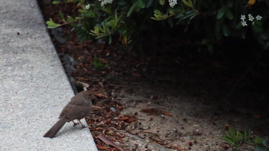 A bird standing on a curb

Description automatically generated