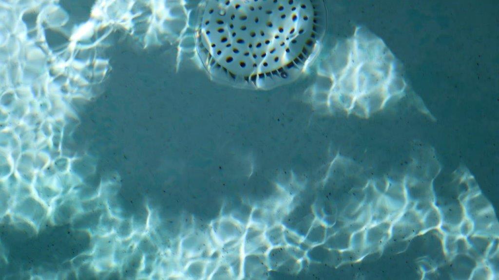 A white object in the water

Description automatically generated with medium confidence