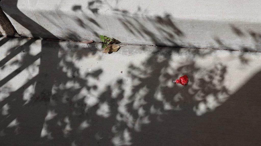 A shadow of a tree on a concrete wall

Description automatically generated